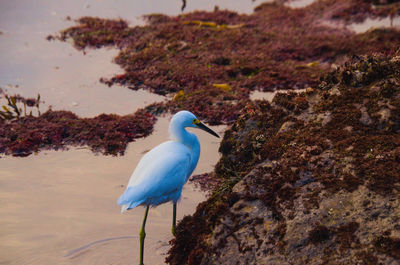 Close-up of white bird