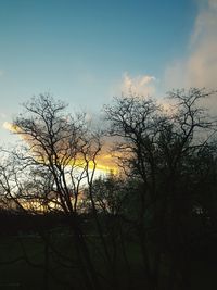 Close-up of wet silhouette trees against sky during sunset