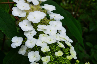 Close-up of white flowers