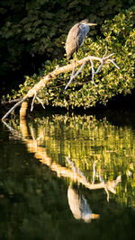 Bird perching on a lake