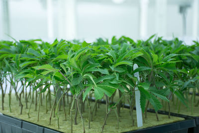 Plants growing in greenhouse