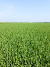 Scenic view of field against clear sky