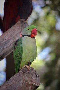 Close-up of parrot perching on tree
