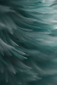 Close-up of feather