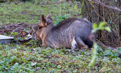 Side view of animal relaxing on field