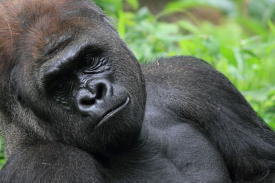 Close up gorilla face