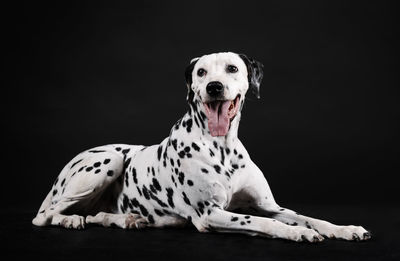 Portrait of dog sitting against black background