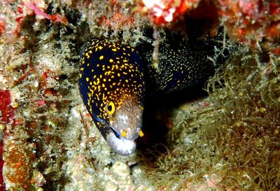 Close-up of fish swimming in sea