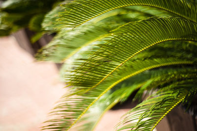 Close-up of palm tree