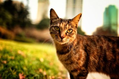 Close-up portrait of a cat