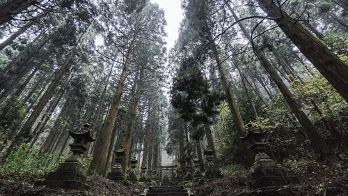Low angle view of bamboo trees in forest