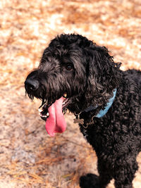 Close-up of black dog sticking out tongue