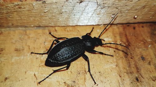 Close-up of black insect on wood