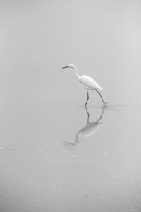 View of a bird in water