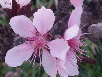 Close-up of pink flowers