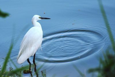 Close-up of heron on lake