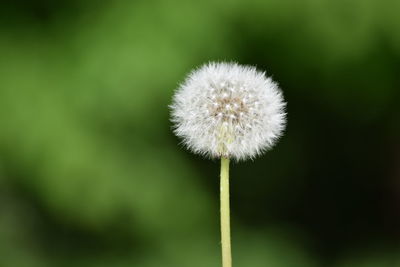 Close-up of dandelion