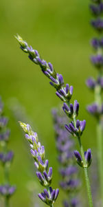 Close-up of purple flowering plant