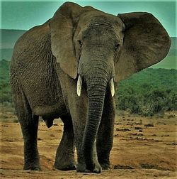 Elephant standing in a farm