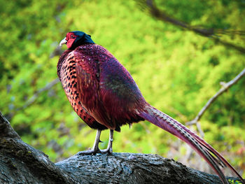 Close-up of a bird perching on rock