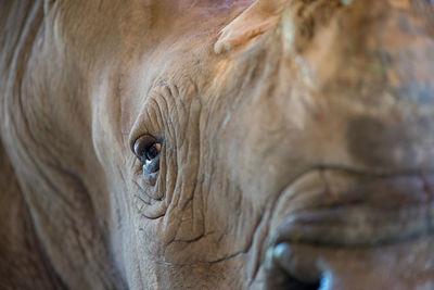 Closeup portrait of a white rhino. chonburi, thailand