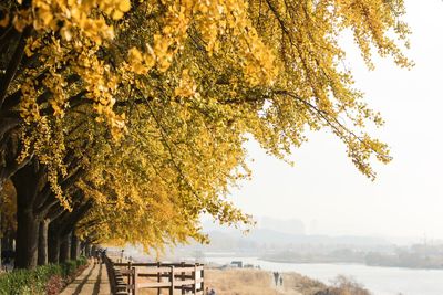 Scenic view of tree during autumn