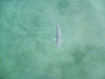 High angle view of fish swimming in sea
