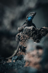 Close-up of lizard on rock