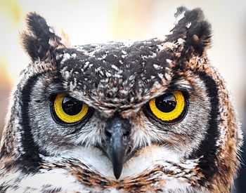 Portrait of owl outdoors