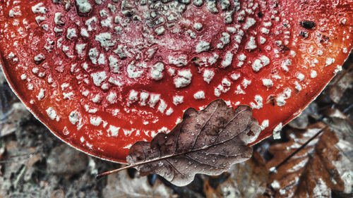 Close-up of fly agaric mushroom