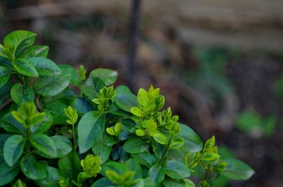 Close-up of fresh green plant