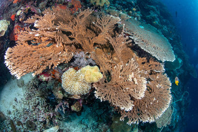 View of fish in sea