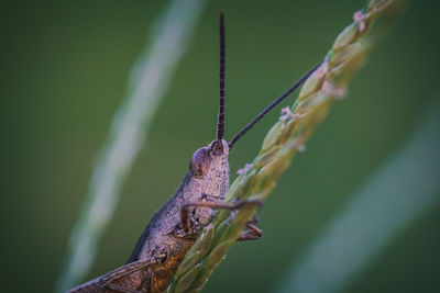 Close-up of insect on plant