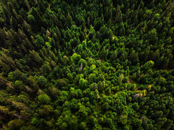 High angle view of pine trees in forest