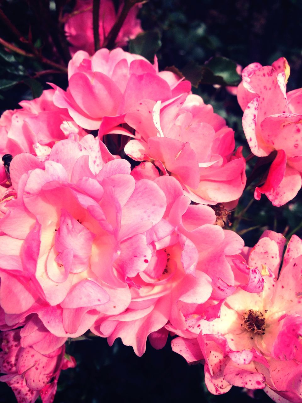 flower, petal, freshness, fragility, flower head, pink color, beauty in nature, growth, close-up, nature, blooming, plant, pink, in bloom, focus on foreground, blossom, botany, bunch of flowers, no people, outdoors