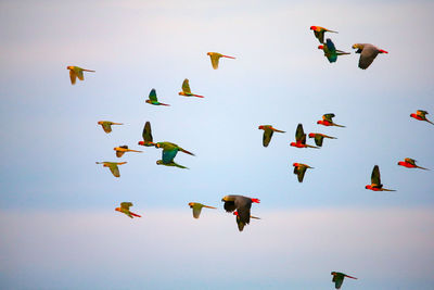 Low angle view of birds flying in the sky