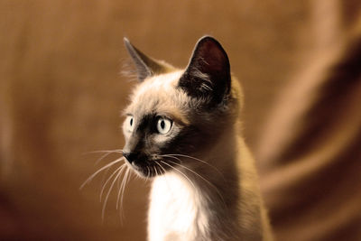 Close-up portrait of cat