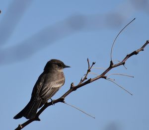 Low angle view of bird perching on branch against sky