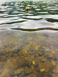 High angle view of duck swimming in lake