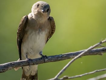 Close-up of bird perching on branch