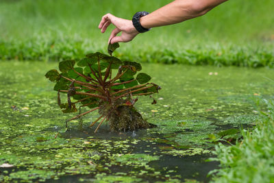 Hand holding plant on field