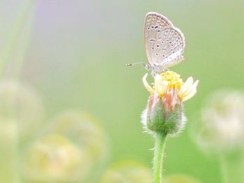 Close-up of butterfly pollinating on flower