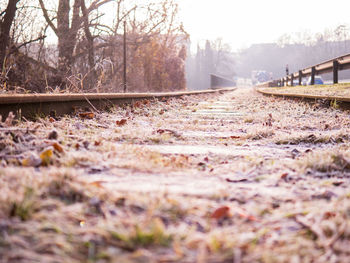 Surface level of railroad track amidst trees