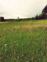 Scenic view of wheat field against sky