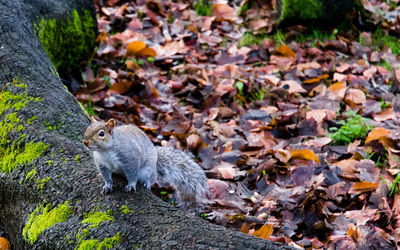 Close-up of squirrel on autumn leaves