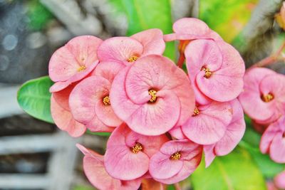 Close-up of pink flowering plant