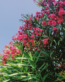 Close-up of pink flowering plants