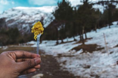 Person holding yellow plant during winter