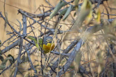 Close-up of bird perching on branch