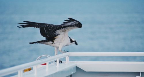 Close-up of seagull perching on railing